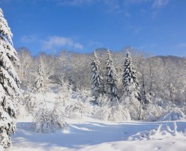 Forêt des Vosges en hiver | Camping Qualité