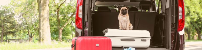 voyager avec son chien camping